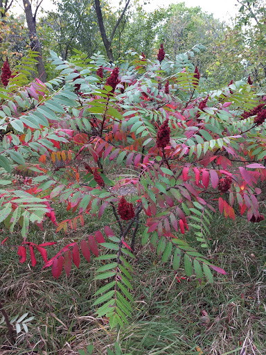 Park «Lake Rebecca Park Reserve», reviews and photos, 9831 Rebecca Park Trail, Rockford, MN 55377, USA