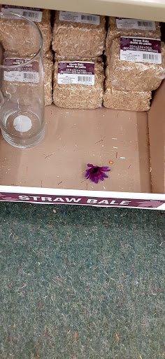 Dollar Store «Dollar Tree», reviews and photos, 9335 PA-61, Coal Township, PA 17866, USA