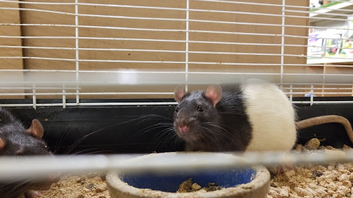 Pet Supply Store «O K Country Feed & Supply», reviews and photos, 250 Main St, Sweet Home, OR 97386, USA