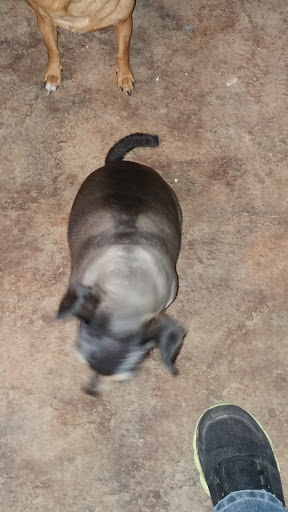 Pet Supply Store «PetSmart», reviews and photos, 421 Commerce Dr, Victor, NY 14564, USA