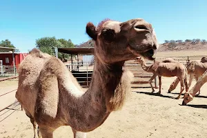 Oasis Camel Dairy image