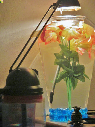 Pet Store «Aquarium & Reef Center», reviews and photos, 231 Del Prado Blvd, Cape Coral, FL 33990, USA