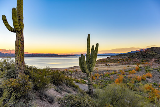 South Tree Service-Cactus Removal