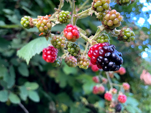 Park «Best Friend Park», reviews and photos, 6224 Jimmy Carter Blvd, Norcross, GA 30071, USA