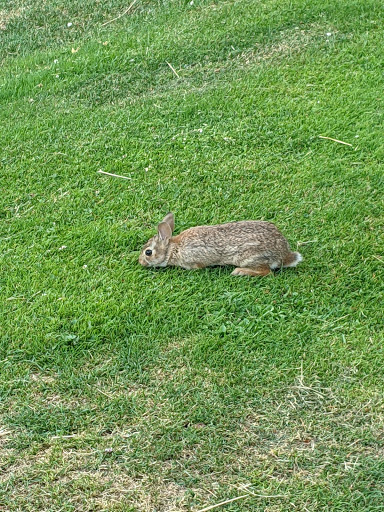 Golf Course «North Shore Public Golf Course», reviews and photos, 4101 Northshore Blvd NE, Tacoma, WA 98422, USA