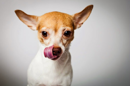 Animal Crackers, 280 NE 2nd St, Miami, FL 33132, USA, 