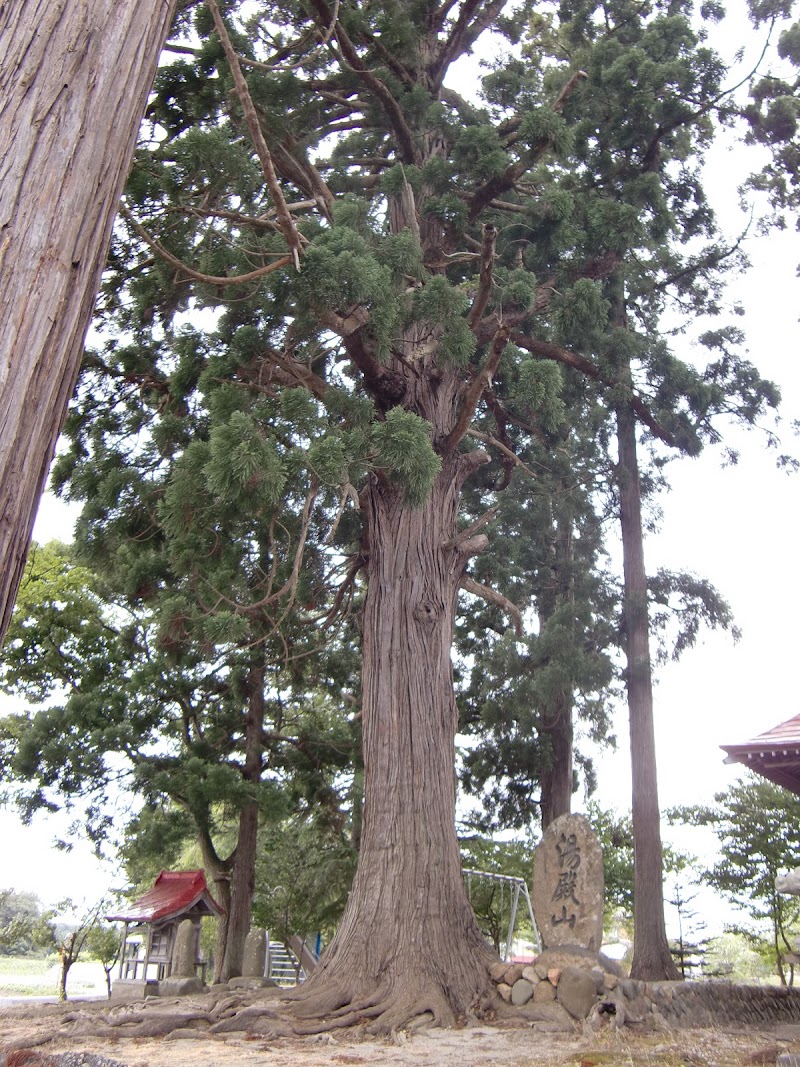 角沢八幡神社の杉