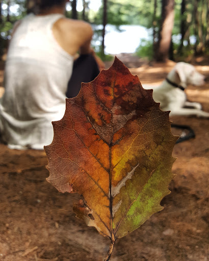 State Park «West Rock Ridge State Park», reviews and photos, 1134 Wintergreen Ave, New Haven, CT 06514, USA