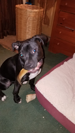 Pet Supply Store «PetSmart», reviews and photos, 1157 E North Ave, Belton, MO 64012, USA