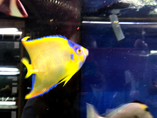 Tropical Fish Store «Tropical Lagoon Aquarium», reviews and photos, 9431 Georgia Ave, Silver Spring, MD 20910, USA