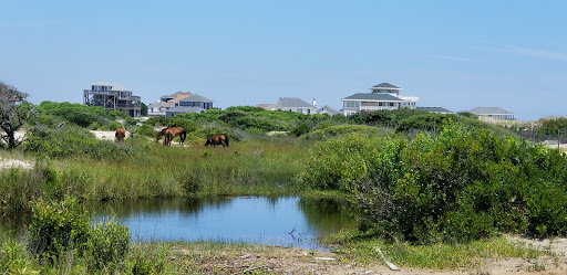 Non-Profit Organization «Corolla Wild Horse Fund», reviews and photos, 1129 Corolla Village Rd, Corolla, NC 27927, USA