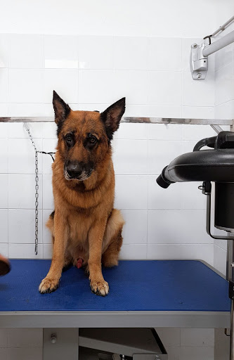 Pensioni per cani e dog hotel a La Tana degli Animali