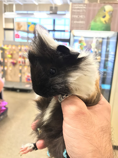 Pet Supply Store «PetSmart», reviews and photos, 2631 Beene Blvd, Bossier City, LA 71111, USA