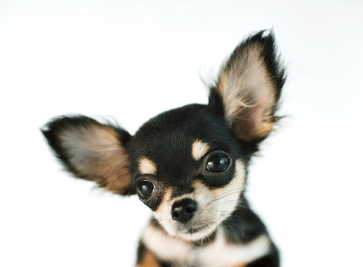 Pet Store «PetSaver Healthy Pet Superstore (Greece Location)», reviews and photos, 1596 W Ridge Rd, Rochester, NY 14615, USA