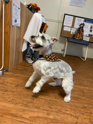 Mutt Hut Dog Grooming, LLC