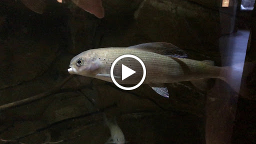 Aquarium «Loveland Living Planet Aquarium», reviews and photos, 12033 Lone Peak Pkwy, Draper, UT 84020, USA