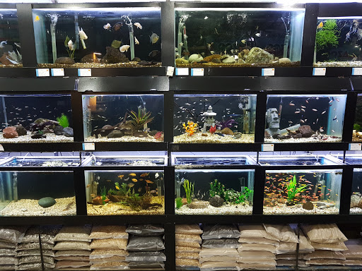 Acuario Hiroshi Galeria