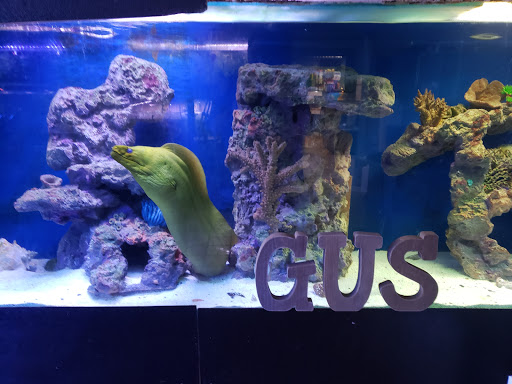 Pet Supply Store «Seascape Aquarium & Pet Center», reviews and photos, 2162 Gulf Gate Dr, Sarasota, FL 34231, USA
