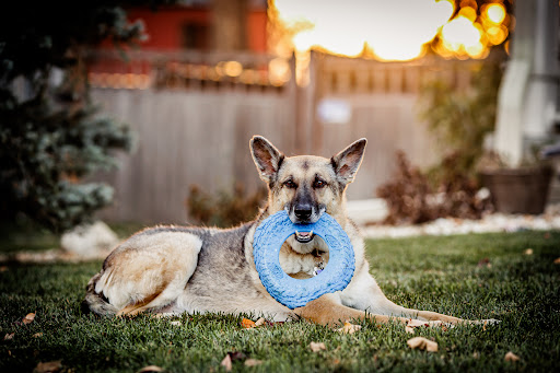 LoTe Veterinary End-of-Life Care image