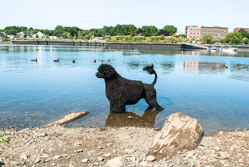 MaineSail Portuguese Water Dogs
