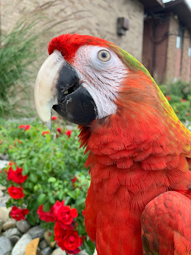 Bird Shop «Paterson Bird Store», reviews and photos, 13 Furler St # 1, Totowa, NJ 07512, USA
