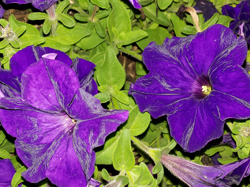 Memorial Park «E.B. Rains Jr. Memorial Park», reviews and photos, 11701 Community Center Dr, Northglenn, CO 80233, USA