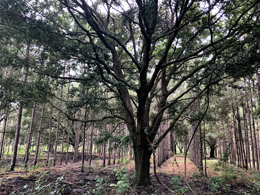 Nature Preserve «Duette Preserve», reviews and photos, 2649 Rawls Rd, Parrish, FL 34219, USA