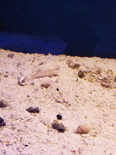 Pet Store «Sierra Fish and Pets», reviews and photos, 601 S Grady Way Suite M, Renton, WA 98057, USA