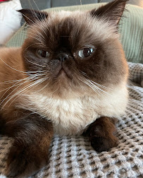 Advanced Pet Care - Photo 5 - Car repair in , Austin