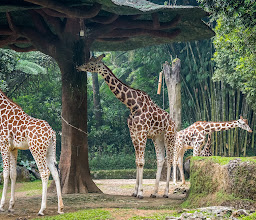 Taman Safari Indonesia Bogor photo