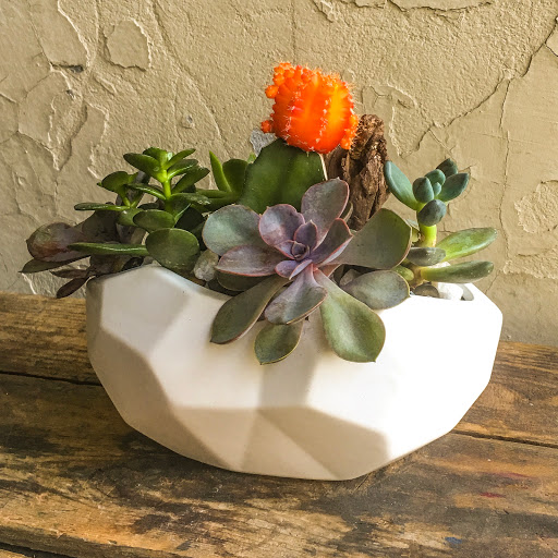 Wholesale Florist «Urban Jungle», reviews and photos, 2603 Sherman Ave NW, Washington, DC 20001, USA