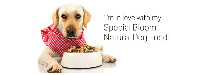 Special Bloom Natural Dog Food | Home Made Grain Free