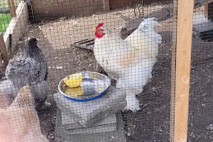 Buurtboerderij Het Dierendok - Cordaan image