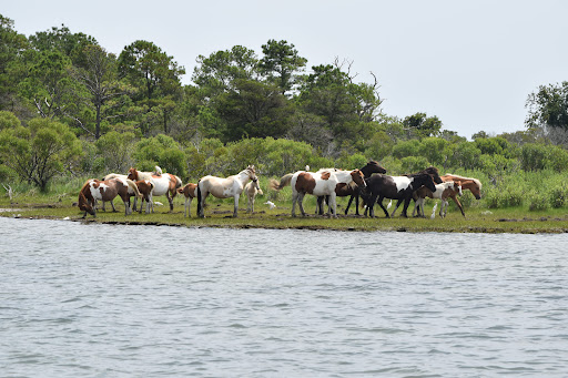 National Park «Assateague Island National Seashore», reviews and photos, 7206 National Seashore Ln, Berlin, MD 21811, USA