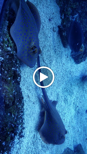 Aquarium «The Dallas World Aquarium», reviews and photos, 1801 N Griffin St, Dallas, TX 75202, USA