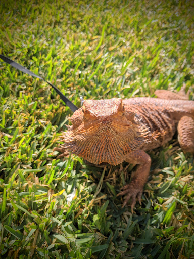 Tropical Fish Store «Sunset Pet & Supplies», reviews and photos, 1373 Sunset Blvd, Los Angeles, CA 90026, USA
