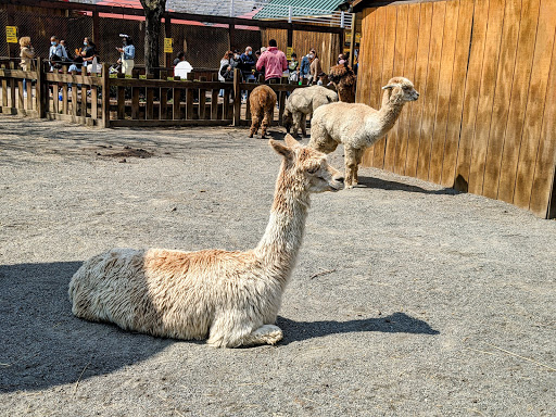 Childrens Farm «Best Long Island Pumpkin Picking», reviews and photos, 250 Old Country Rd, Melville, NY 11747, USA