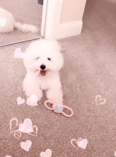 Pet Supply Store «PetSmart», reviews and photos, 100 108th Ave NE, Bellevue, WA 98004, USA