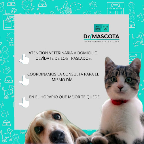 Dr. MASCOTAS - Veterinario