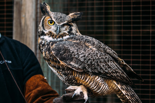 Nature Preserve «Iowa Raptor Center», reviews and photos, 2095 Mehaffey Bridge Rd NE, Solon, IA 52333, USA
