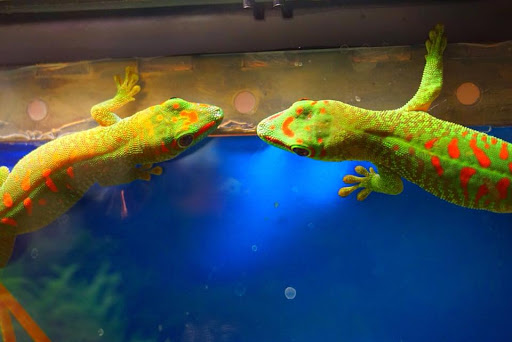 Pet Store «Forever Pets Inc», reviews and photos, 1030 Basse Rd, San Antonio, TX 78212, USA