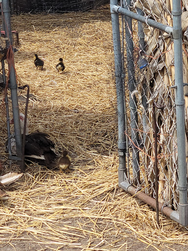 Greenhouse «Stiles Vegetable Farm and Greenhouse», reviews and photos, 11717 Sheridan Rd, Pleasant Prairie, WI 53158, USA