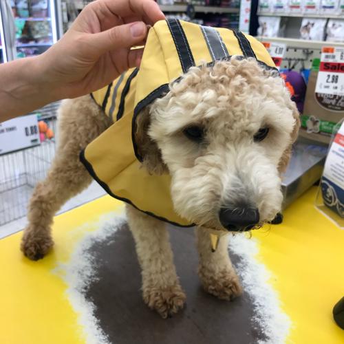 Pet Supply Store «Pet Supplies Plus», reviews and photos, 5394 Kemps River Dr Suite 101, Virginia Beach, VA 23464, USA