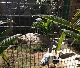 Tsimbazaza Zoo and Botanical Gardens photo