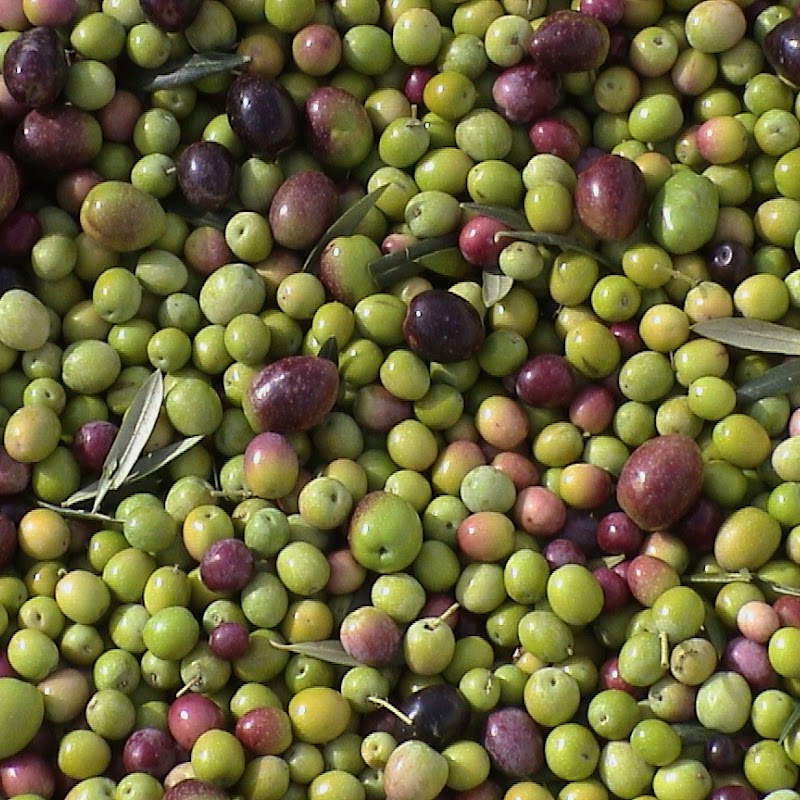 Olivas de Oro Olive Company