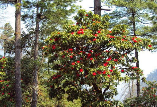 Tour Agency «Himalayan Dreams», reviews and photos, 6185 Rainier Ave, Rocklin, CA 95677, USA