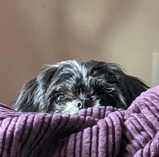 Pet Supply Store «PetSmart», reviews and photos, 3101 Market Center Drive, Morrisville, NC 27560, USA