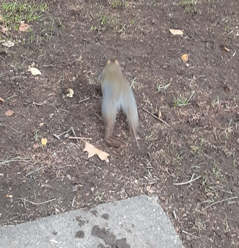 Park «South Park Blocks», reviews and photos, SW Park Ave, Portland, OR 97204, USA