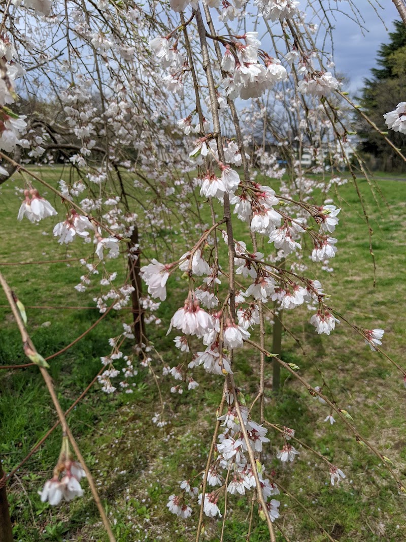 三春の滝桜（宇宙桜）