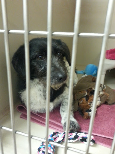 Pet Supply Store «PetSmart», reviews and photos, 1945 Pavilion Way, Lexington, KY 40509, USA